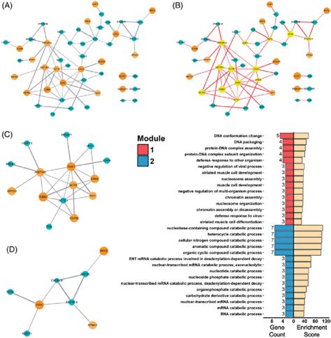 Protein Protein Interactions Of Deps A Ppi Network Of Deps