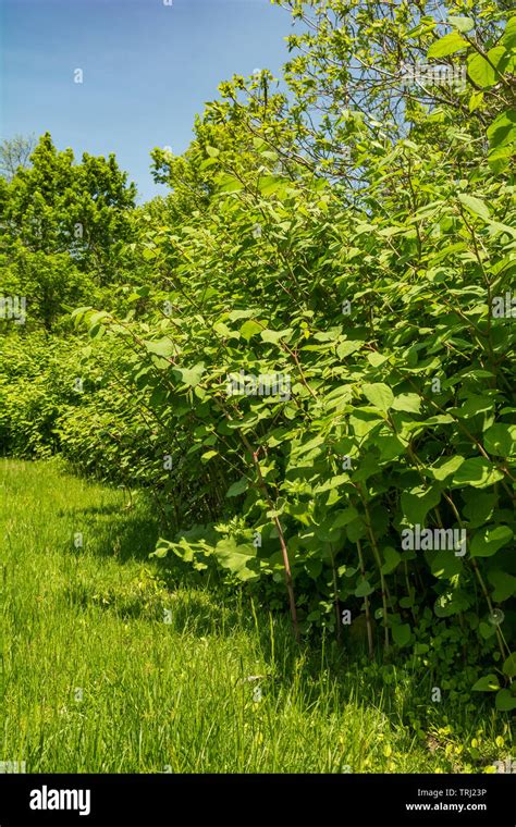 Japanese Knotweed Uk Hi Res Stock Photography And Images Alamy