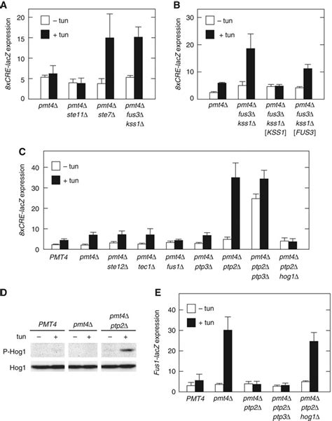 Cross Inhibition Of The Hog1 Mapk By The Fg Mapk Pathway Ac Download Scientific Diagram