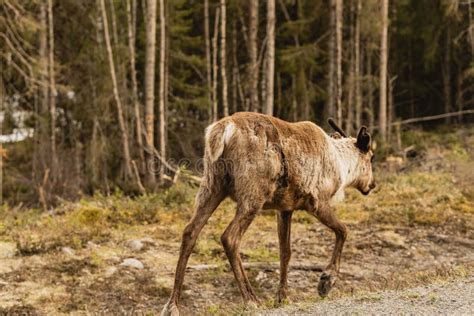 Reindeer in Its Natural Habitat Stock Image - Image of forest, creature ...