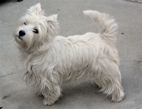 West Highland White Terrier Breed Guide - Learn about the West Highland ...