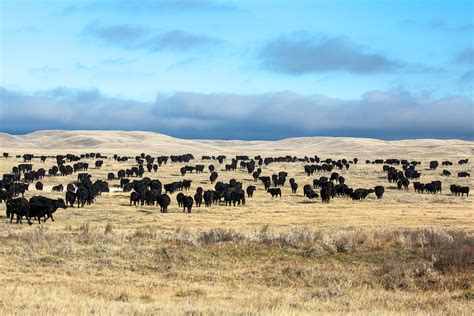 Cattle Drive Wallpapers Wallpaper Cave