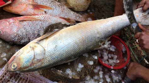 Fascinating Skills Of Cutting Big Indian Salmon Fish By Expert