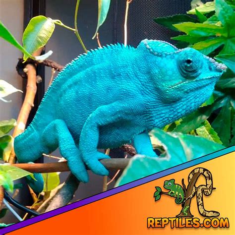 Nosy Faly Panther Chameleon Care Guide Sheet Diet Habitat