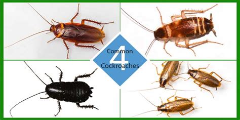 Your Cockroach Pest Control Guide Boise Idaho