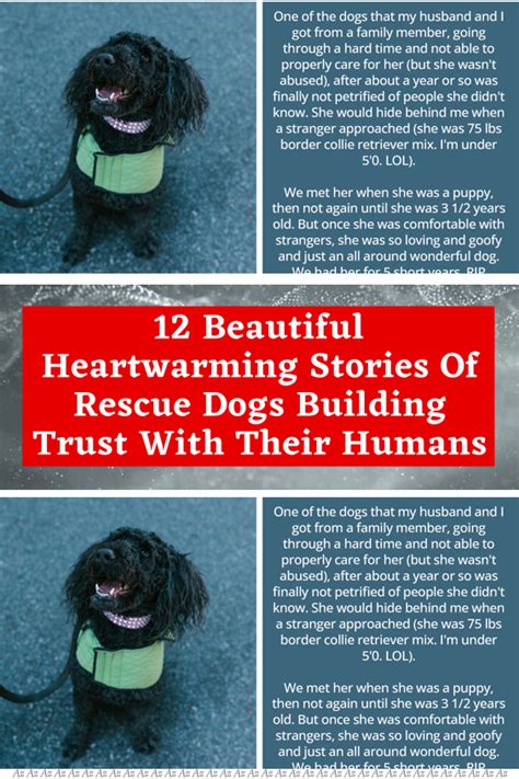 12 beautiful heartwarming stories of rescue dogs building trust with ...