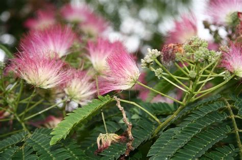 Albizia julibrissin rosea (Pink silk tree) - Plant