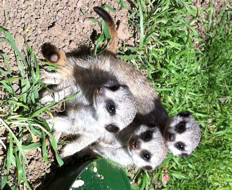 Oakland Zoo Baby Meerkats Are Born (PHOTOS, VIDEO) | HuffPost