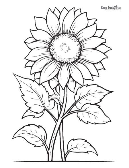 Printable Sunflower Coloring Pages – 25 Sheets - Easy Peasy and Fun