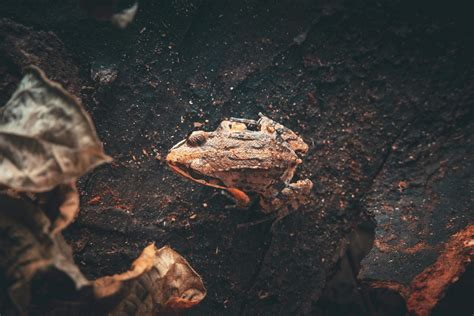 camouflage  frog  stock photo