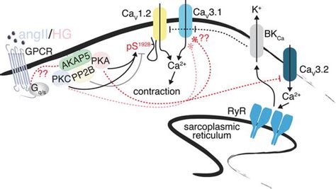 Ion Channels And Their Regulation In Vascular Smooth Muscle Intechopen