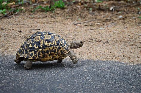 Leopard Tortoise Size | How Big Do Leopard Tortoises Get?