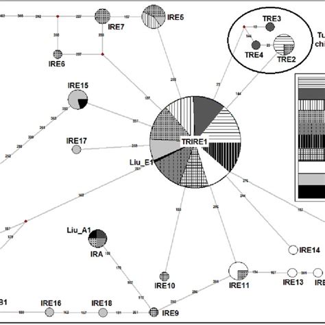 Median Joining Network Among 19 Mtdna D Loop Haplotypes A B And E