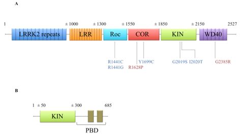 Schematic Representation Of The Domain Organization Of Lrrk2 A And