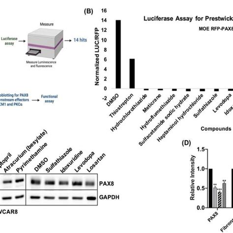 PAX8 Inhibitors Losartan And Captopril Reduced PAX8 And Fibronectin