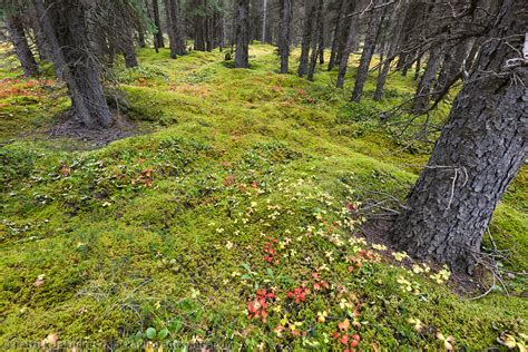 Sphagnum moss, boreal forest | AlaskaPhotoGraphics.com