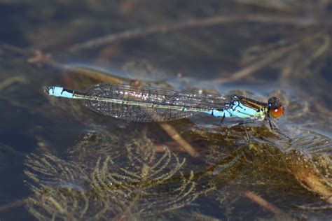 Stephen Burch S Birding Website Dragonfly And Damselfly Pics