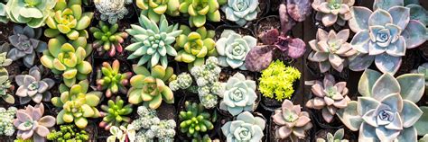 Cacti & Succulents – Deneweth's Garden Center