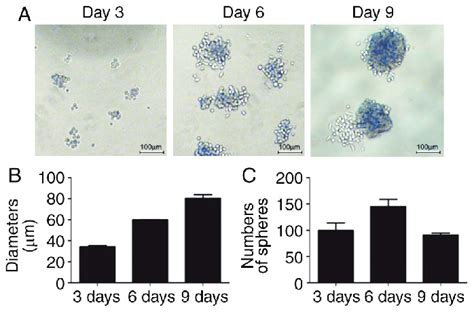 Suspension Sphere Formation Of Hepg2 Cells In Stem Cell Conditioned Download Scientific Diagram