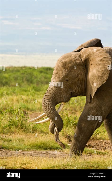 Elephant trunk carrying elephant hi-res stock photography and images ...