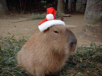 Cute Capybara Wearing a Festive Santa Hat2024 可愛すぎる動物 カピバラ 動物ミーム