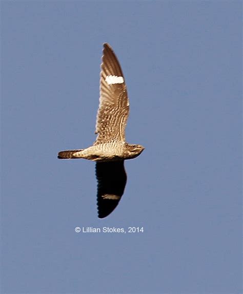 Stokes Birding Blog 1234 Nighthawks In Southern Nh Nighthawk