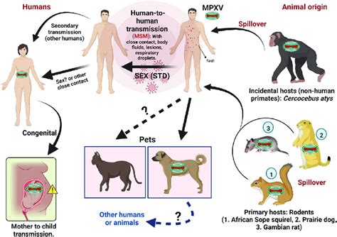 Routes Of Transmission For The Monkeypox Endemic Outbreak