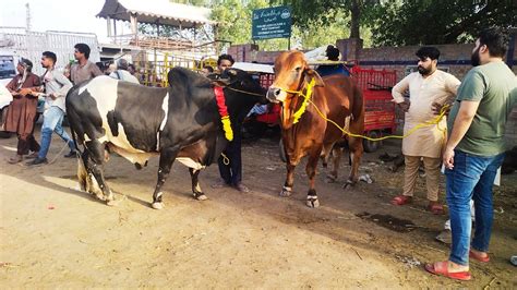 Wednesday Update Kitne Ka Liya Bhai Bakra Eid Mazhar Biba Official