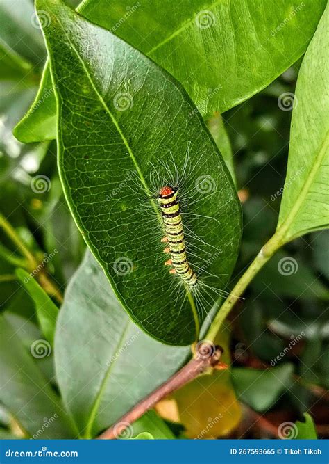Orange Head Hairy Caterpillar with a Nice Black and Yellow Striped Body