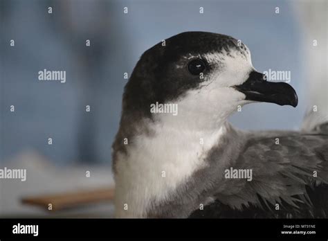 ‘ua‘u The Hawaiian Petrel Stock Photo Alamy