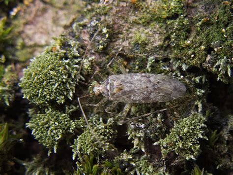 Populierenspillebeen Phytocoris Populi Waarnemingnl