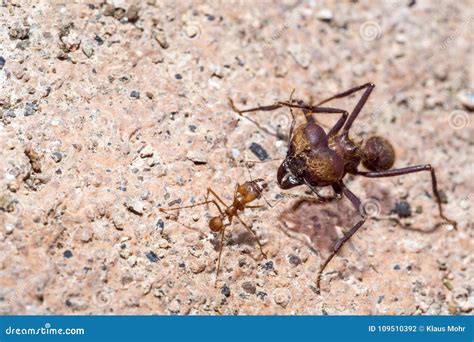 A Soldier Leafcutter Ant Talks To A Little One Stock Photo Image Of