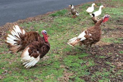 Bourbon Red Turkeys Bourbon Red Turkey Raising Turkeys