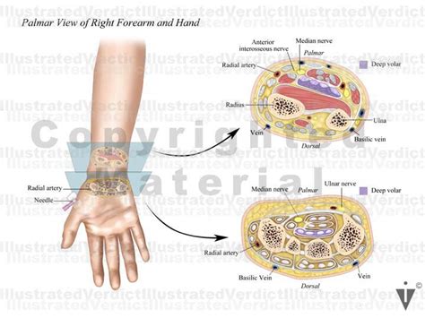 Wrist Anatomy Cross Section