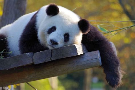 动物壁纸呆萌熊猫图片 壁纸高清