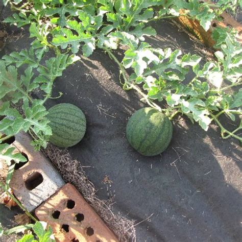 Where Do Watermelons Grow