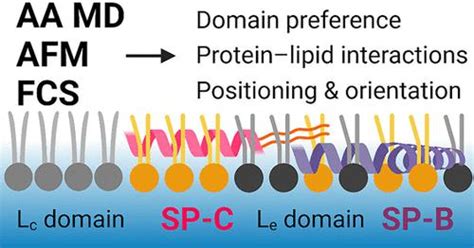 Sp B Sp C Langmuir X Mol