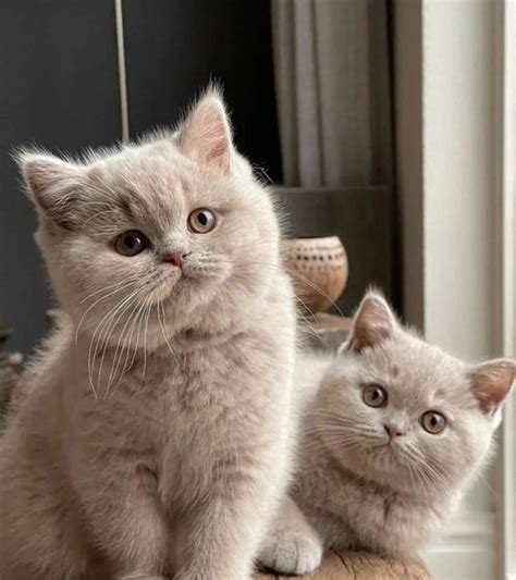 British Shorthair Yavru Kediler En G Zel An Lar N Z Payla Acaklar