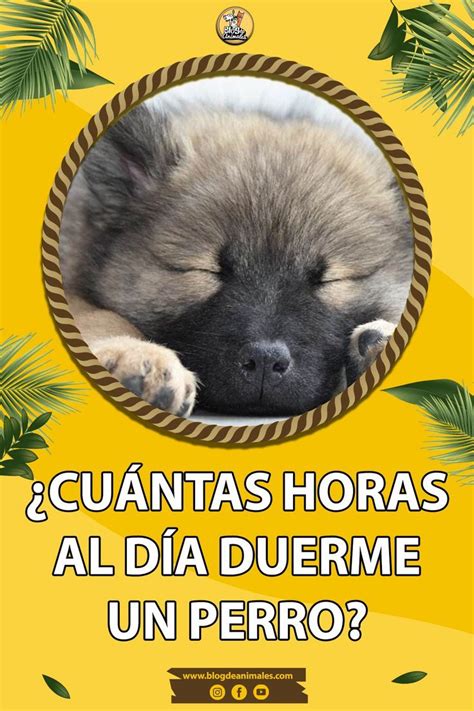 Cu Ntas Horas Al D A Duerme Un Perro Curiosidades Sobre El Sue O