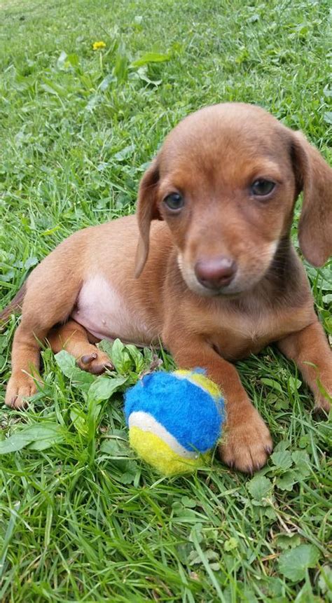 Docson Dogs Gorgeous Standard And Mini Dachshund Puppies