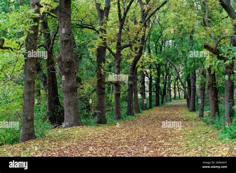 Alley In Grunewald Forest In Atumn Berlin Germany Stock Photo Alamy