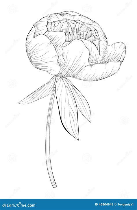 Peony Flower And Leaves Line Drawing Vector Hand Drawn Outline