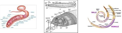 Annelida The Nervous System