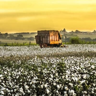 Algod O Agromensal Cepea Abril Brasilagro