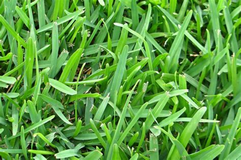 St Augustine Vs Fescue Comparing Two Popular Lawn Grasses