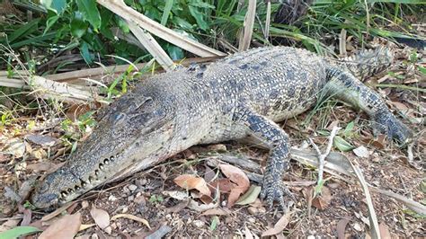 Dundee Mystery Surrounds Dead 25m Saltwater Crocodile Rangers