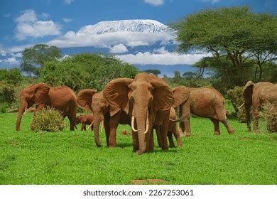 Elephants Mount Kilimanjaro Amboseli National Park Stock Photo