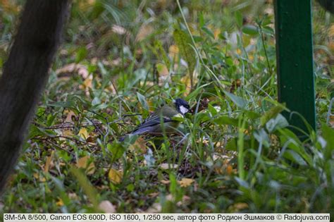 ЗМ-5А 8/500. Обзор от читателя Радоживы | Радожива