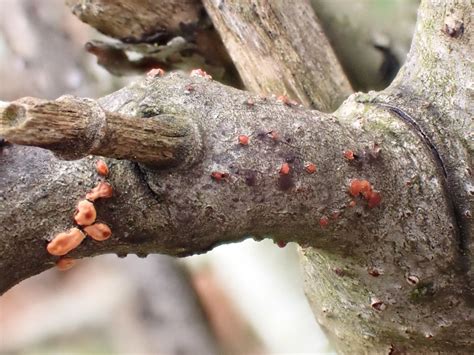 Nectria Cinnabarina Rotpustelpilz Nectria Cinnabarina C Flickr