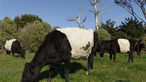 Striped Dairy Cows A Rare Breed Nz Herald